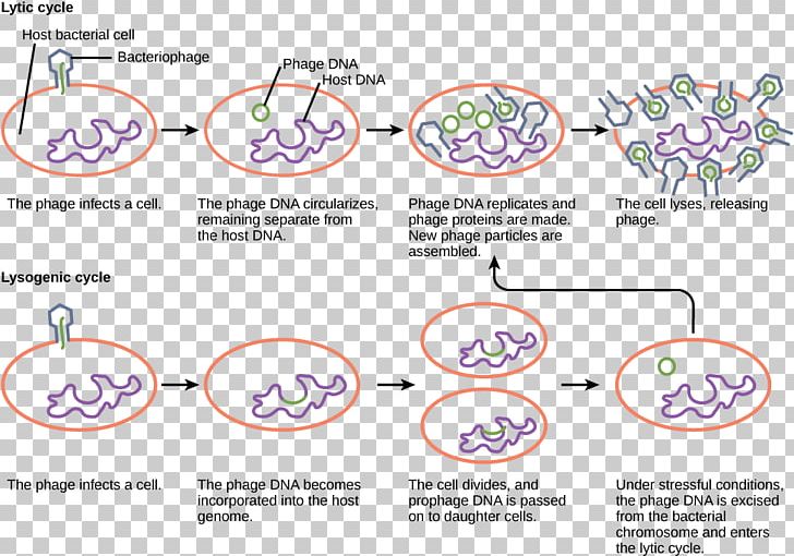 Lysogenic Cycle Lytic Cycle Virus Bacteriophage Host PNG, Clipart, Angle, Area, Bacteria, Bacteria, Bacteriophage Free PNG Download