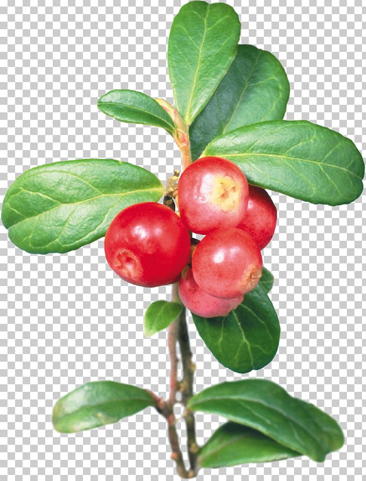 Barbados Cherry Lingonberry Cranberry Shepherdia PNG, Clipart, Acerola, Acerola Family, Arctostaphylos, Arctostaphylos Uva Ursi, Cherry Free PNG Download