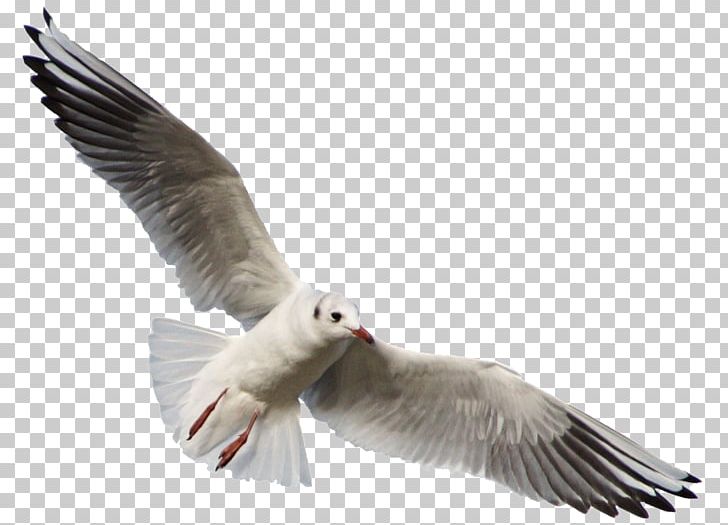 Bird Gulls Photography PNG, Clipart, Animals, Beak, Bird, Charadriiformes, Clear Cut Pictures Free PNG Download