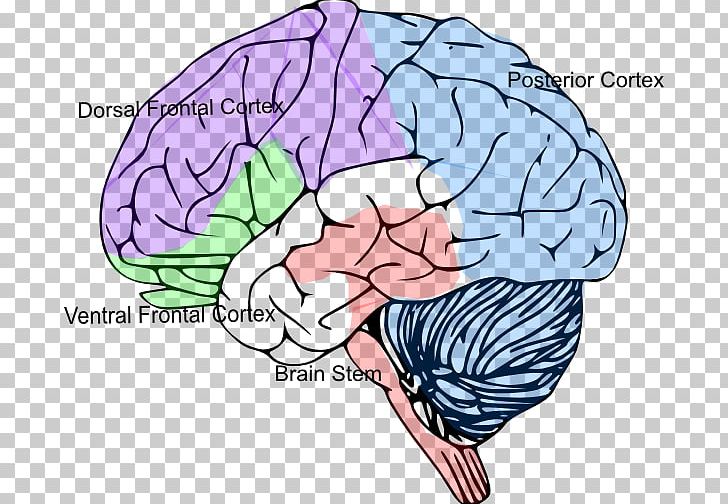 Brain Size Cerebral Cortex PNG, Clipart, Area, Brain, Brain Size, Cerebral Cortex, Cortex Free PNG Download