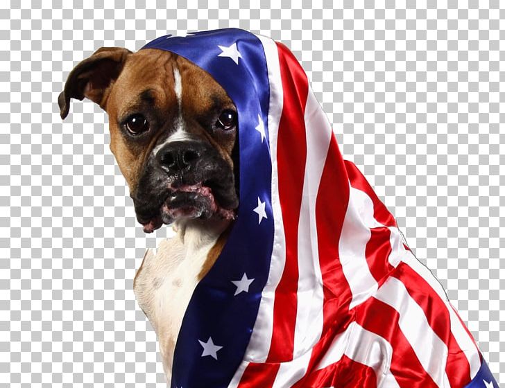 Dog Breed Boxer Valley Bulldog Snout PNG, Clipart, Boxer, Breed, Bulldog, Buster, Carnivoran Free PNG Download
