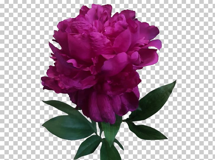 Peony Cut Flowers Rose Family PNG, Clipart, Cut Flowers, Family, Family Film, Flower, Flowering Plant Free PNG Download