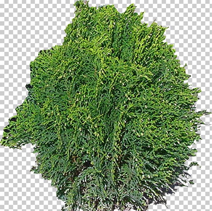 Tree Plant Gratis Computer File PNG, Clipart, Abstract, Abstract Fresh, Art, Chr, Floral Free PNG Download