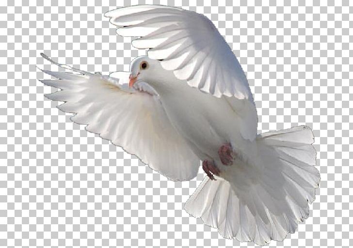 Columbidae Bird Release Dove Doves As Symbols PNG, Clipart, Animals, Beak, Bird, Columbidae, Dove Free PNG Download