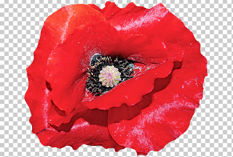 Red Flower Oriental Poppy Petal Poppy PNG, Clipart, Coquelicot, Corn Poppy, Flower, Oriental Poppy, Petal Free PNG Download