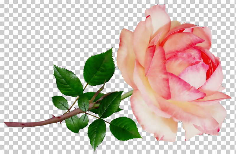 Garden Roses PNG, Clipart, Bud, Cabbage Rose, China Rose, Cut Flowers, Floral Design Free PNG Download