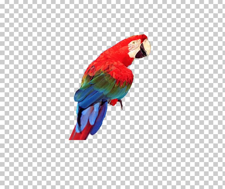 Bird Cockatoo Imagine Ink PNG, Clipart, Animals, Beak, Bird, Blood Parrot Cichlid, Cockatoo Free PNG Download