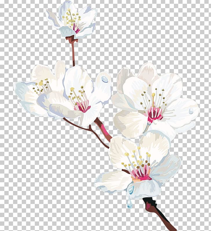 Cape Jasmine Flower Plant PNG, Clipart, Black White, Blossom, Bonsai, Branch, Cape Jasmine Free PNG Download