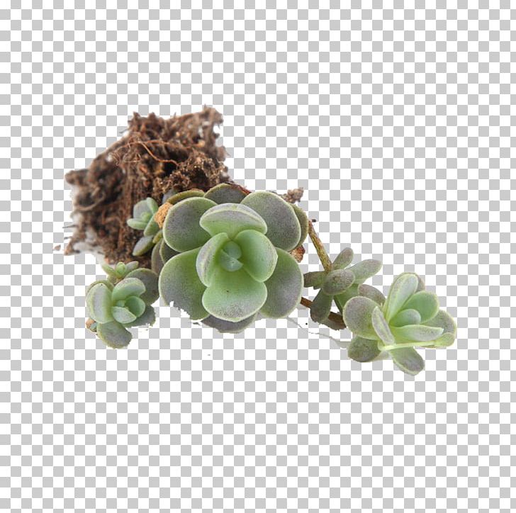 Flowerpot Succulent Plant Euclidean PNG, Clipart, Bonsai, Cactaceae, Download, Euclidean Vector, Flower Free PNG Download