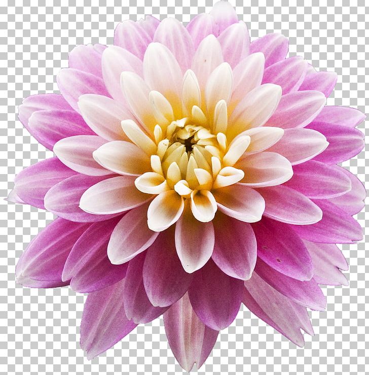 Dahlia Pink Flowers PNG, Clipart, Annual Plant, Aster, Blue, Blue Flower, Chrysanths Free PNG Download