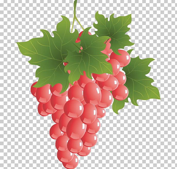 Zante Currant Grapevines Sultana Drawing PNG, Clipart, Berry, Currant, Drawing, Flowering Plant, Food Free PNG Download