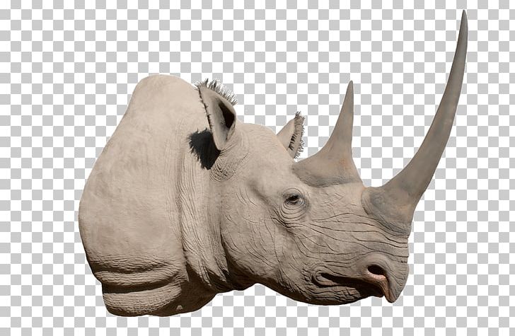Black Rhinoceros Horn White Rhinoceros Poaching PNG, Clipart, Beetle, Black Rhinoceros, Cattle, Cattle Like Mammal, Elephant Beetle Free PNG Download