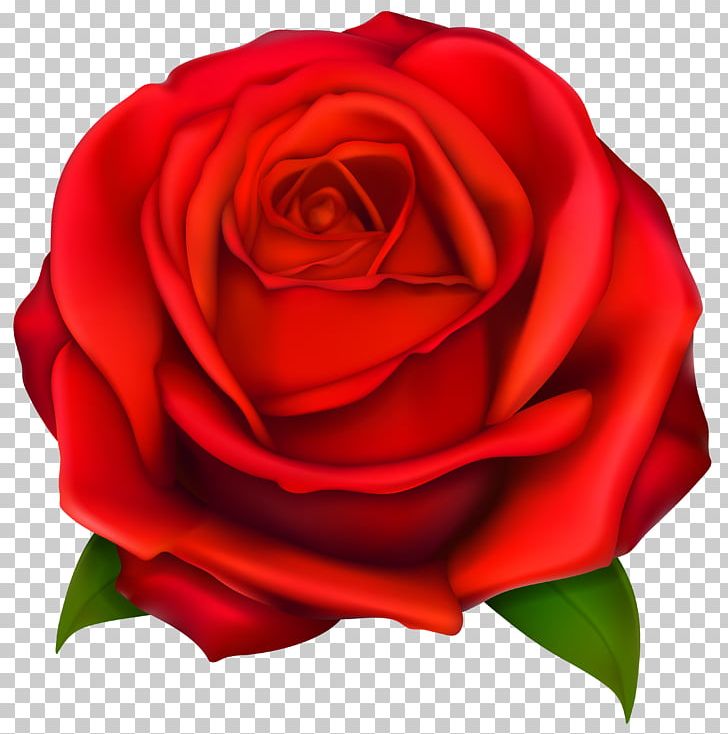 Black Rose Red PNG, Clipart, Blog, China Rose, Closeup, Cut Flowers, Download Free PNG Download