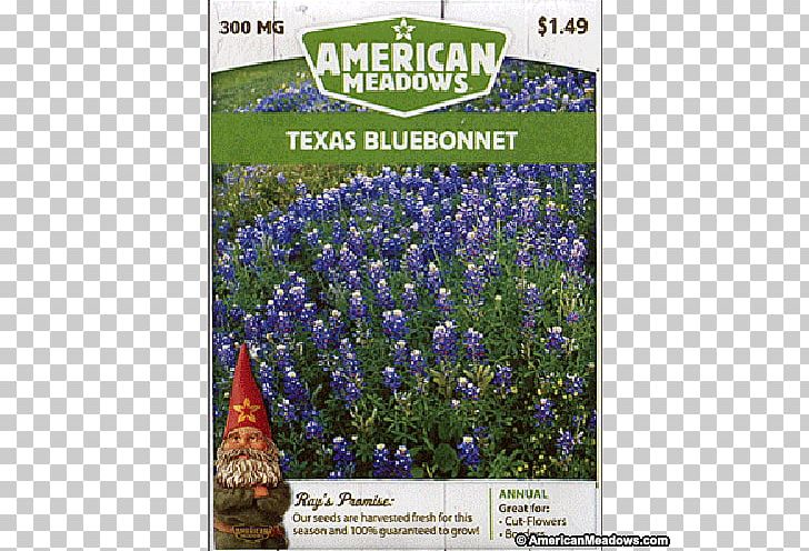 English Lavender Wildflower Catnips Meadow PNG, Clipart, American Meadows, Bluebonnet, Bluebonnets, English Lavender, Flora Free PNG Download