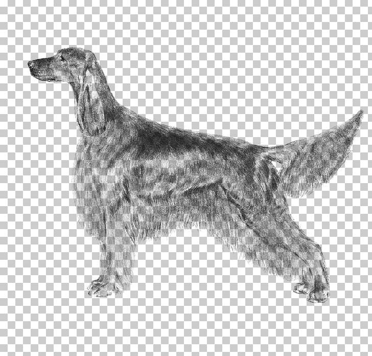 English Setter Dog Breed Irish Setter Golden Retriever PNG, Clipart, American Kennel Club, Animal, Black And White, Breed, Carnivoran Free PNG Download