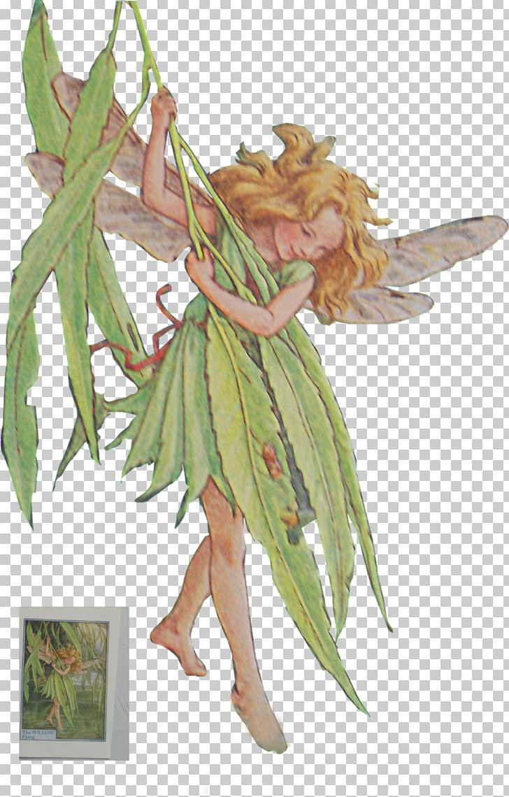 Fairy Photo Albums Credit PNG, Clipart, Album, August 25, Cicely, Clock, Costume Free PNG Download