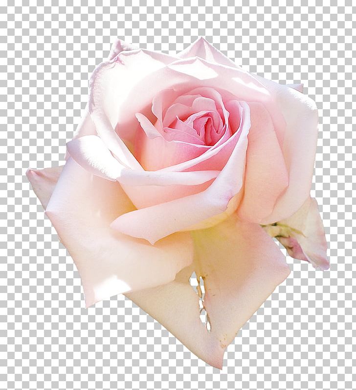 Garden Roses Still Life: Pink Roses Floral Design PNG, Clipart, Blue Rose, Cut Flowers, Flo, Floral Design, Floribunda Free PNG Download