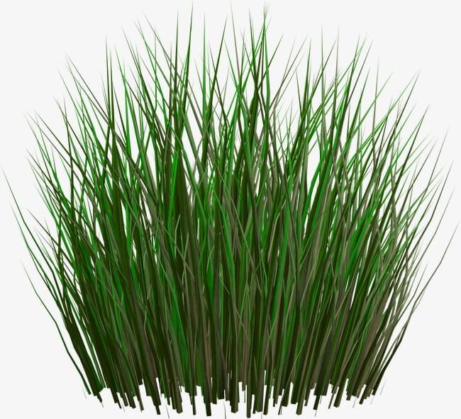 Grass PNG, Clipart, Chrysopogon Zizanioides, Commodity, Computer Icons, Decorative Patterns, Dots Per Inch Free PNG Download