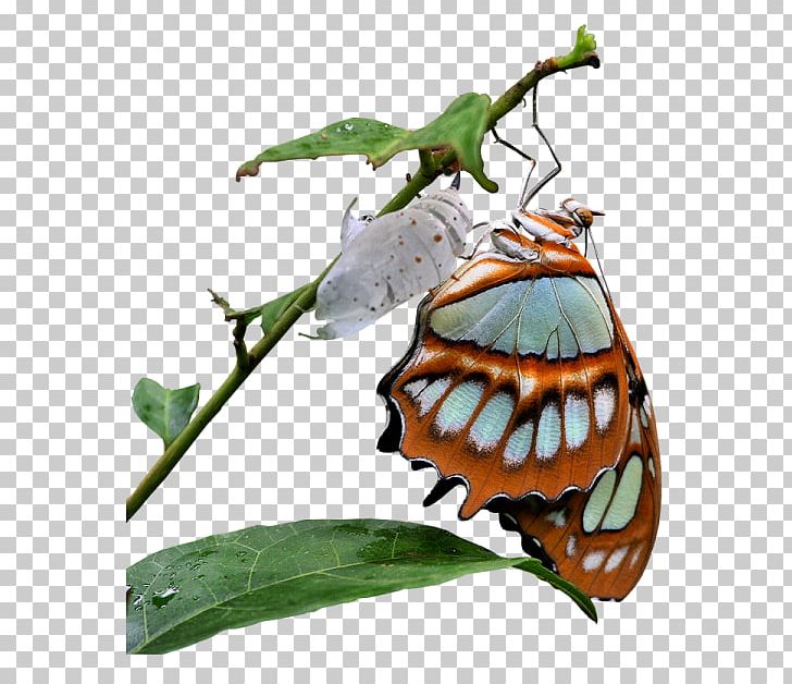 Monarch Butterfly Hosting Service PNG, Clipart, Blog, Brush Footed Butterfly, Butterflies And Moths, Butterfly, Image Hosting Service Free PNG Download