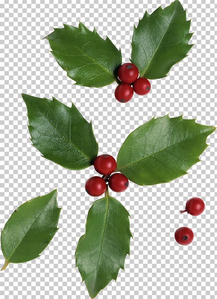 Natural Foods Leaf Photography PNG, Clipart, Aquifoliaceae, Aquifoliales, Berry, Cherry, Chokeberry Free PNG Download