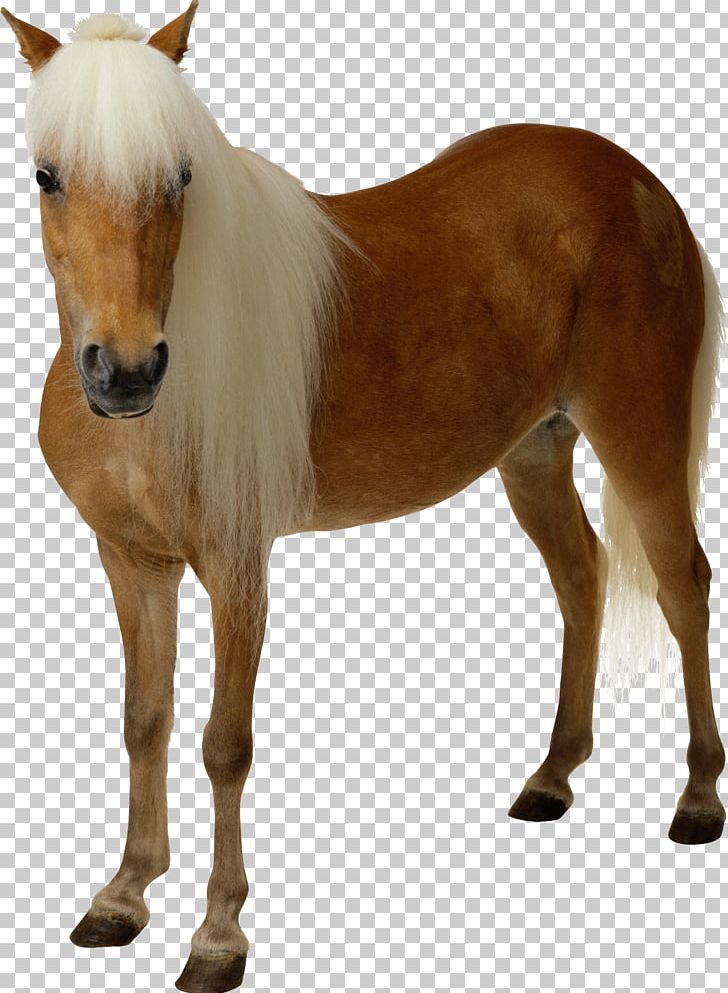 Arabian Horse Pony PNG, Clipart, Bit, Colt, Desktop Wallpaper, Display Resolution, Encapsulated Postscript Free PNG Download