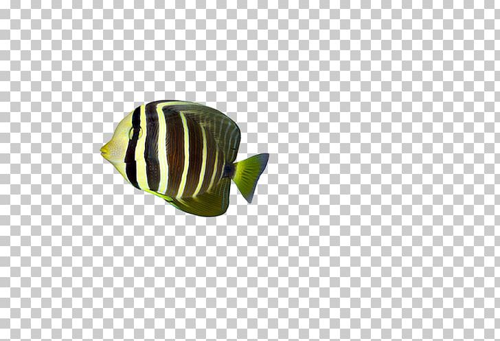 Leaf Tropical Fish Pattern PNG, Clipart, Animals, Aquarium Fish, Carp, Elements, Fish Free PNG Download