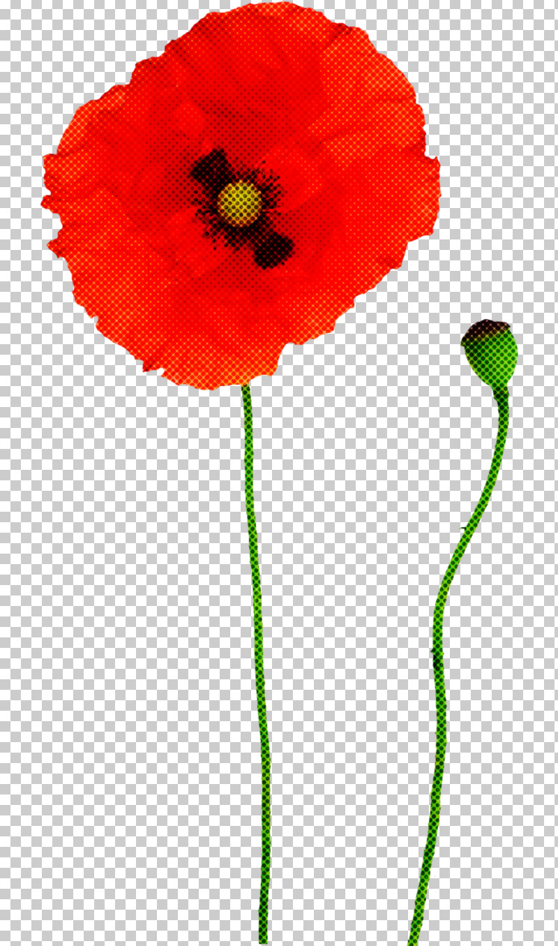 Coquelicot Red Flower Corn Poppy Plant PNG, Clipart, Coquelicot, Corn Poppy, Flower, Oriental Poppy, Plant Free PNG Download