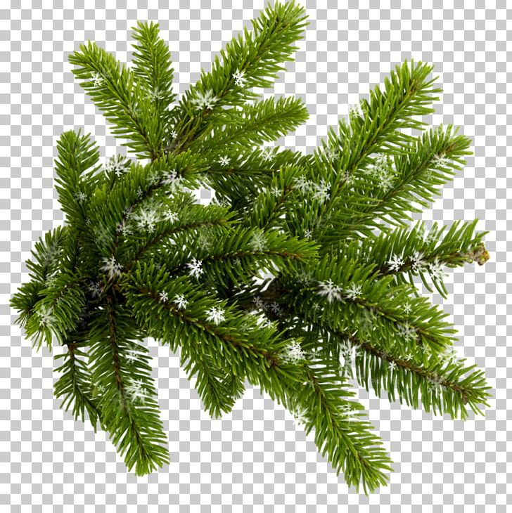 Blue Spruce Conifers New Year Tree PNG, Clipart, Albom, Biome, Blue Spruce, Branch, Christmas Free PNG Download