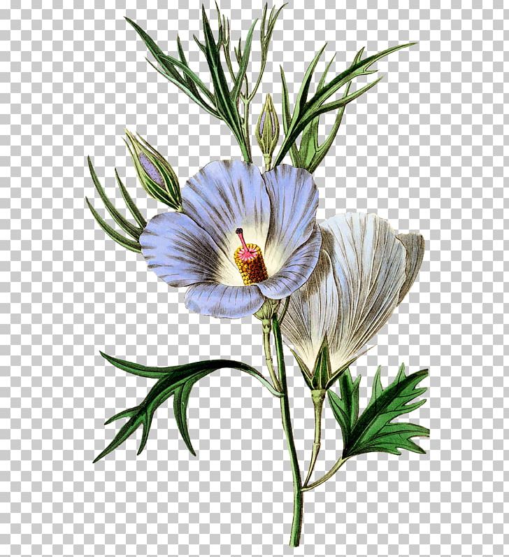 Botanischer Bilderatlas Botany Marsh Mallow Flower Chinese Peony PNG, Clipart, Bot, Botany, Chinese Peony, Crocus, Cut Flowers Free PNG Download