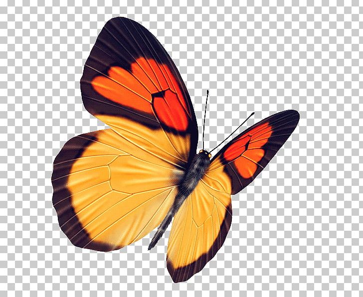 Butterfly Raster Graphics Yellow PNG, Clipart, Arthropod, Black, Blue Butterfly, Brush Footed Butterfly, Butterflies Free PNG Download