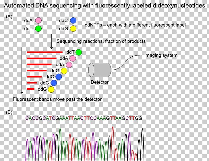 DNA Sequencing Sequence Analysis Molecular Biology PNG, Clipart, Biology, Brand, Diagram, Dna, Dna Sequencing Free PNG Download