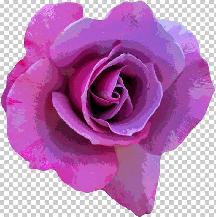 Rose Flower Photography Pink PNG, Clipart, Blossom, Cut Flowers, Floribunda, Florist, Floristry Free PNG Download