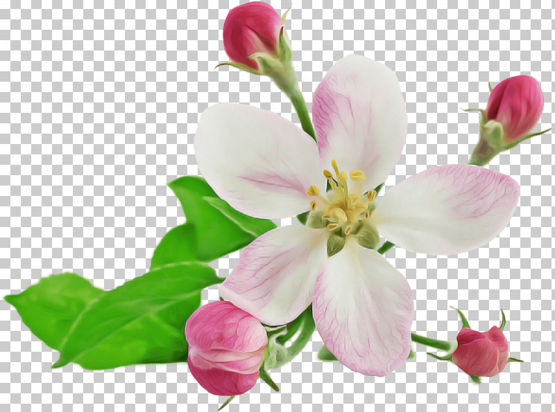 Flower Petal Plant Pink Blossom PNG, Clipart, Blossom, Branch, Bud, Cut Flowers, Flower Free PNG Download