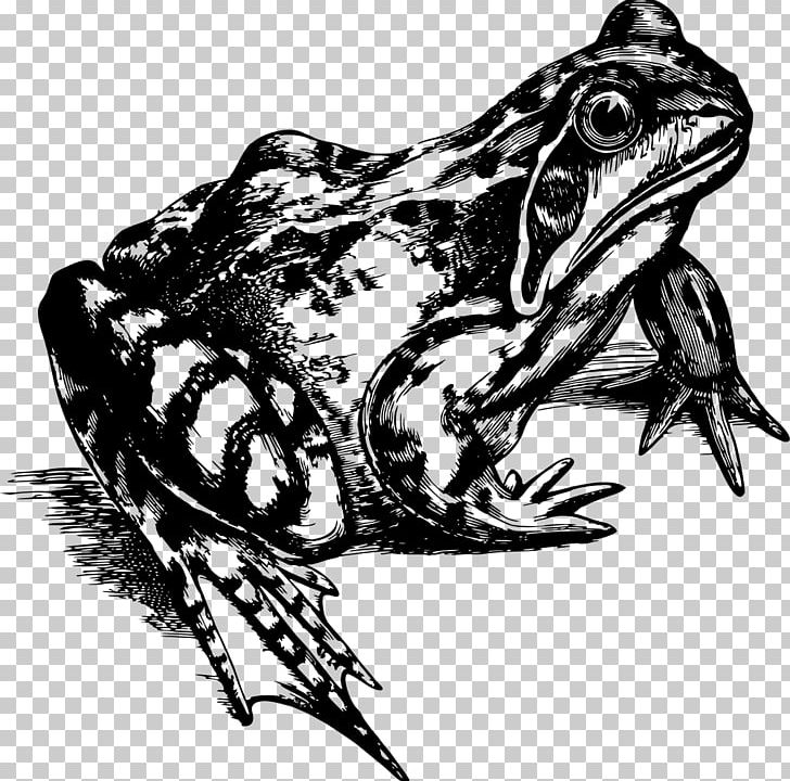 Common Frog Amphibian Toad PNG, Clipart, American Bullfrog, American Pit Bull Terrier, Amphibian, Animals, Art Free PNG Download