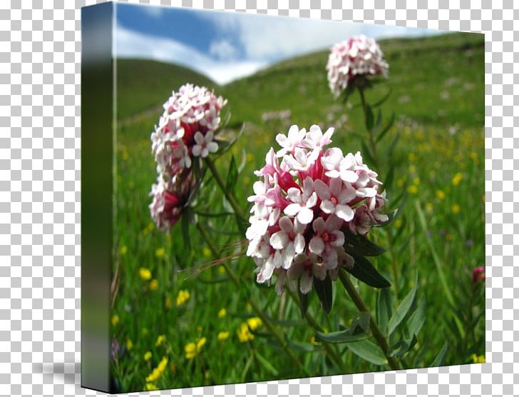 Flowering Plant Wildflower Shrub PNG, Clipart, Flower, Flowering Plant, Grass, Others, Plant Free PNG Download