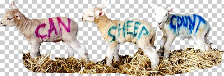 Sheep Teacher Goat Key Stage 2 Horse PNG, Clipart, Anima, Animals, Camel Like Mammal, Course, Crossing Sheep Free PNG Download