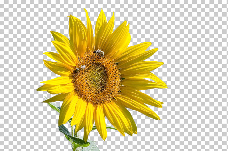 Daisy Family Sunflower Seed Flower Insect Bees PNG, Clipart, Bees, Closeup, Common Daisy, Daisy Family, Flower Free PNG Download