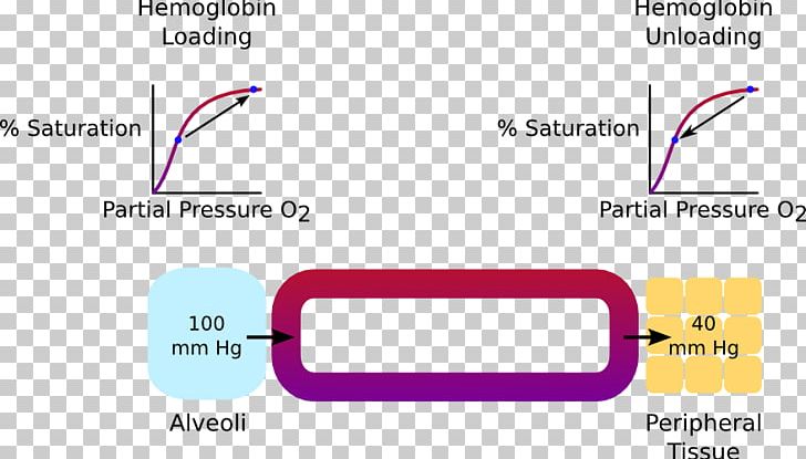 Oxygen–hemoglobin Dissociation Curve Oxygen–hemoglobin Dissociation Curve Molecular Orbital Diagram Technology PNG, Clipart, Angle, Area, Brand, Carbon Dioxide, Cargo Free PNG Download