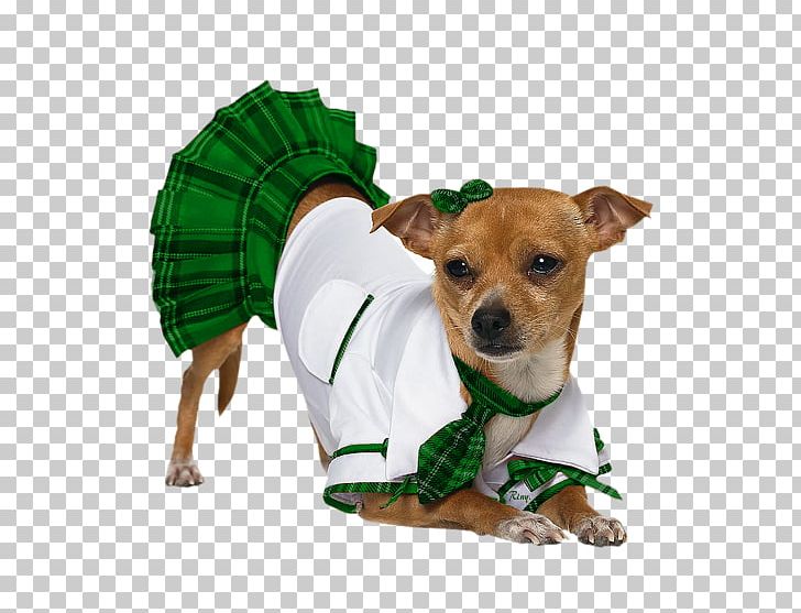 Puppy Chihuahua Pug Halloween Costume PNG, Clipart, Animals, Carnivoran, Chihuahua, Clothing, Companion Dog Free PNG Download