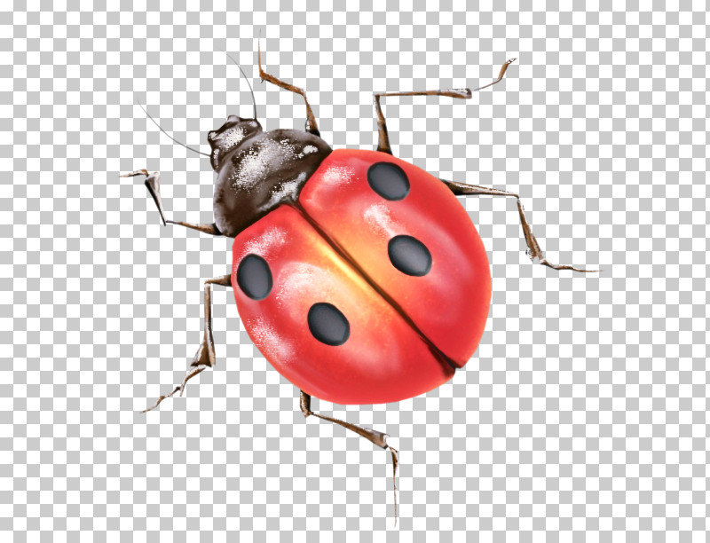 Ladybug PNG, Clipart, Beetle, Bug, Insect, Jewel Bugs, Ladybug Free PNG Download