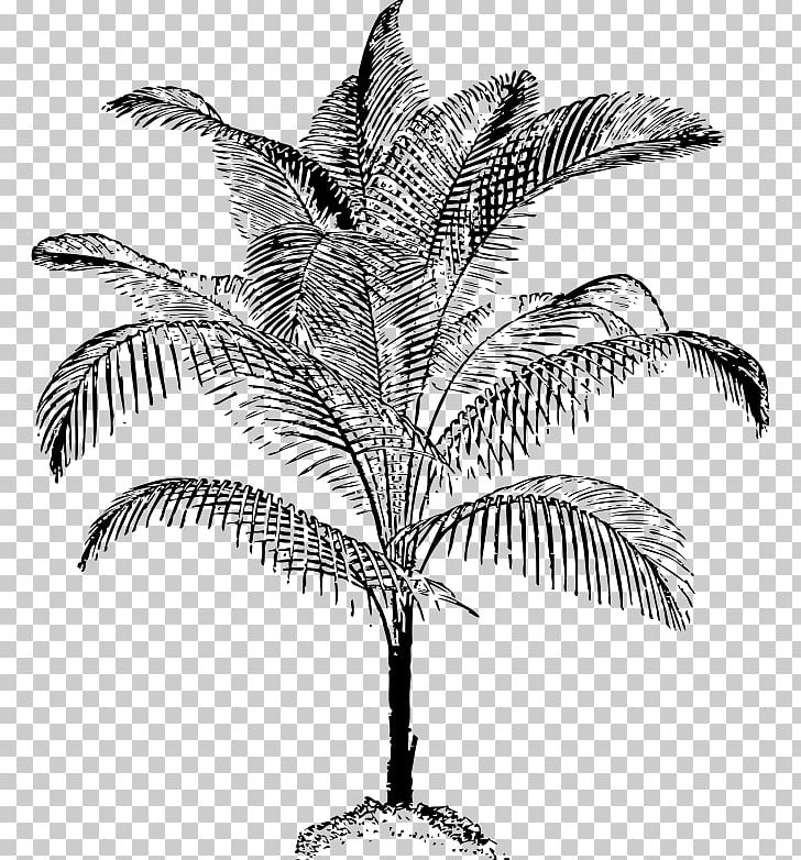 Arecaceae Drawing Coconut PNG, Clipart, Arecaceae, Arecales, Art, Black And White, Branch Free PNG Download