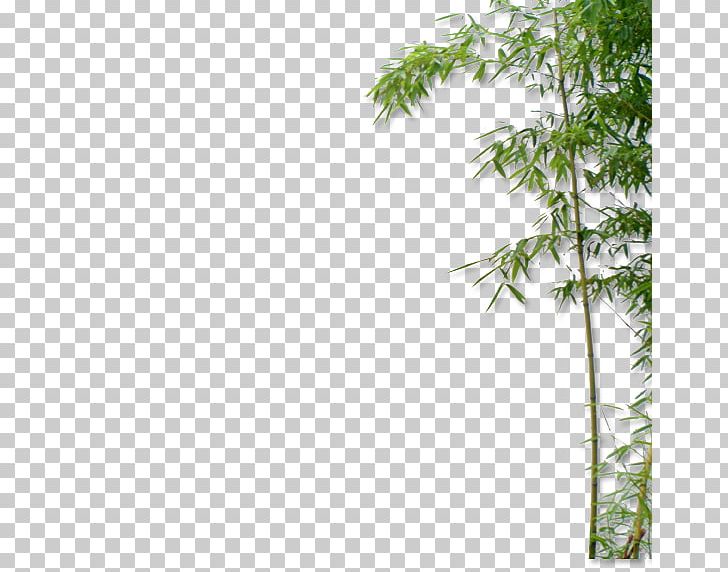 Bamboo Euclidean Bamboe PNG, Clipart, Adobe Illustrator, Angle, Bamboe, Bamboo, Bamboo Border Free PNG Download