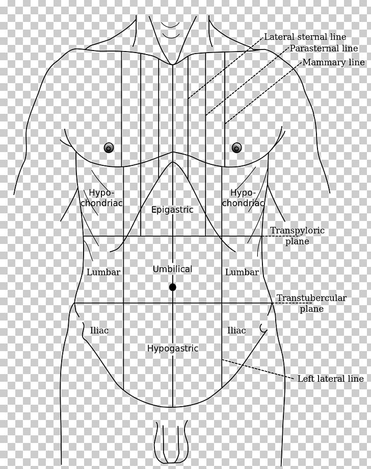 Gray's Anatomy Abdominal Tenderness Epigastrium Abdomen Hypogastrium PNG, Clipart,  Free PNG Download
