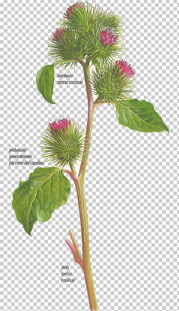 Greater Burdock Plants Hemlock Human Body Immune System PNG, Clipart, Body, Botany, Burdock, Cuisine, Flower Free PNG Download