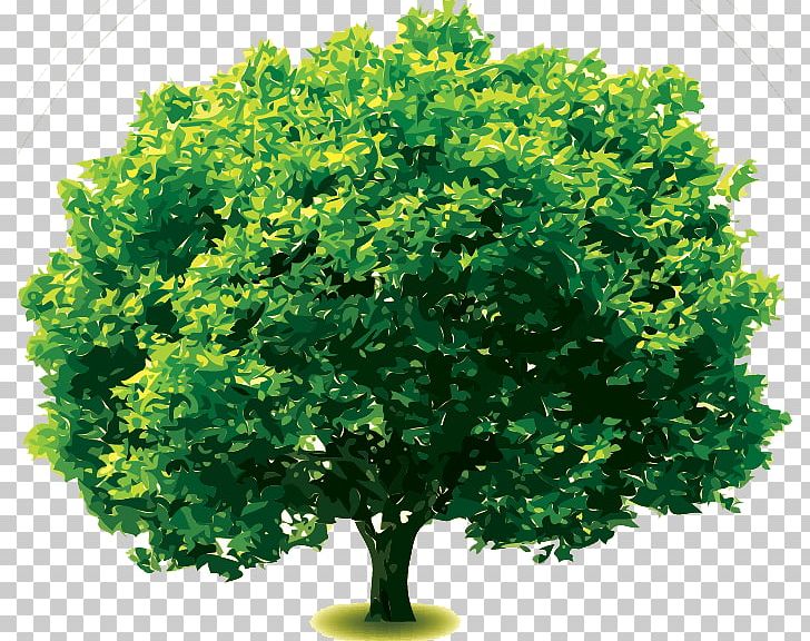 Grevillea Robusta Oak Tree PNG, Clipart, Arborvitae, Branch, Clip Art, Desktop Wallpaper, Evergreen Free PNG Download