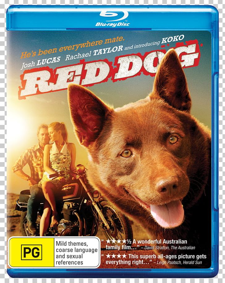Australian Kelpie Red Dog Koko Comedy-drama PNG, Clipart, Advertising, Australia, Australian Kelpie, Comedydrama, Dog Free PNG Download