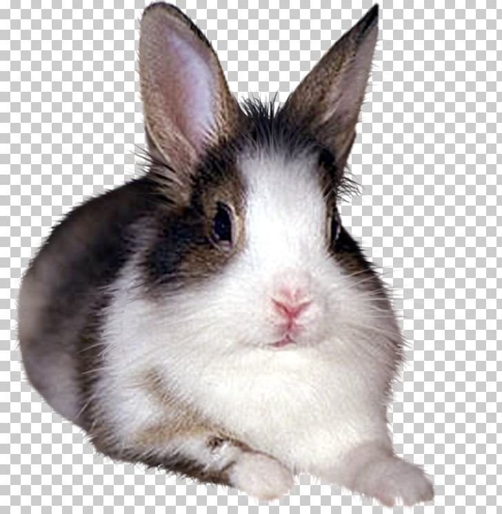 Domestic Rabbit European Rabbit White Rabbit PNG, Clipart, Animal, Animals, Background Black, Black And White, Black And White Rabbit Free PNG Download