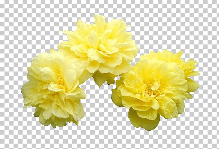 Flower Moutan Peony Icon PNG, Clipart, Author, Chrysanthemum, Chrysanthemum Chrysanthemum, Chrysanthemum Flowers, Chrysanthemums Free PNG Download