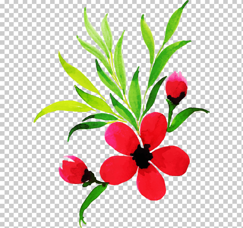 Flower Plant Leaf Petal Plant Stem PNG, Clipart, Flower, Impatiens, Leaf, Petal, Plant Free PNG Download