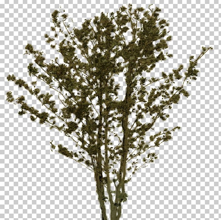 Twig Plant Stem Shrub PNG, Clipart, Branch, Others, Plant, Plant Stem, Shrub Free PNG Download